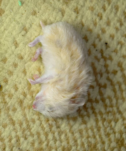 死了的仓鼠躺在地毯上。死屋的啮齿动物仓鼠 — 图库照片