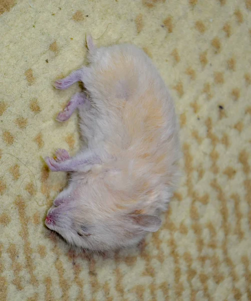 Dead hamster lying on the carpet. The dead home rodent hamster