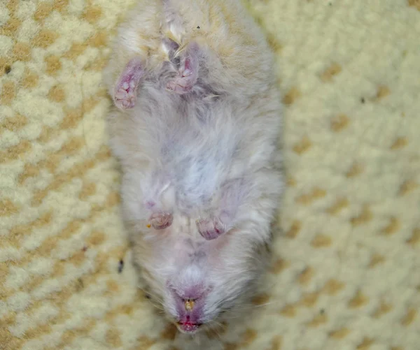 死了的仓鼠躺在地毯上。死屋的啮齿动物仓鼠 — 图库照片