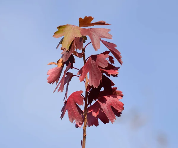 Hojas enrojecidas de grosella dorada. Color de la hoja de otoño —  Fotos de Stock