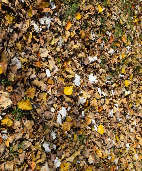 Collection de belles feuilles d'automne colorées — Photo