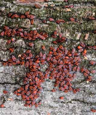 Kırmızı böcek güneşin ağaç kabuğu üzerinde güneşlenmek. Sonbahar sıcak-askerler böcekler için