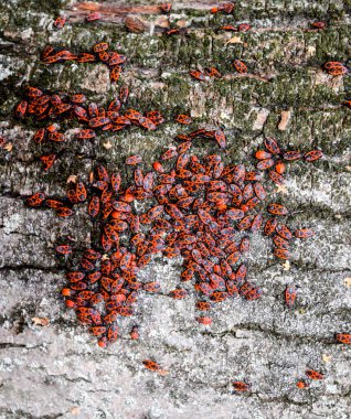 Kırmızı böcek güneşin ağaç kabuğu üzerinde güneşlenmek. Sonbahar sıcak-askerler böcekler için