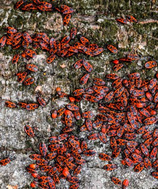 Kırmızı böcek güneşin ağaç kabuğu üzerinde güneşlenmek. Sonbahar sıcak-askerler böcekler için
