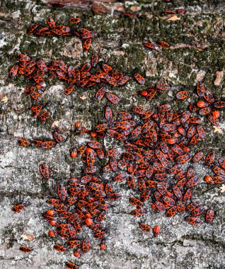 Kırmızı böcek güneşin ağaç kabuğu üzerinde güneşlenmek. Sonbahar sıcak-askerler böcekler için