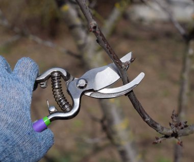 Bir kesici ile süs ağacı. Meyve ağaçları budama bahar.
