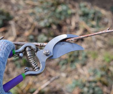 Bir kesici ile süs ağacı. Meyve ağaçları budama bahar.