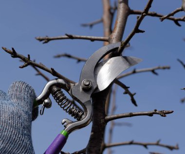 Budama armut budayıcılar şubeleri.