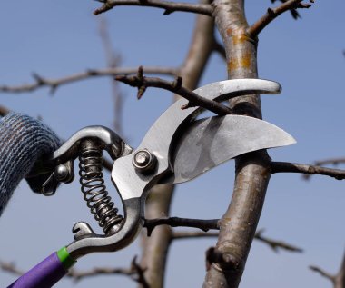 Budama armut budayıcılar şubeleri.