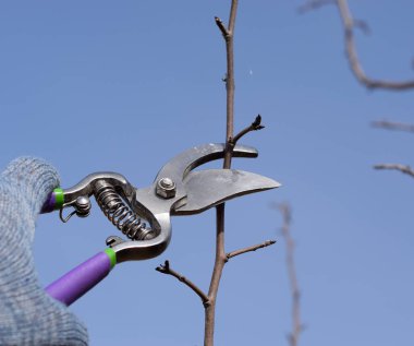 Budama armut budayıcılar şubeleri.