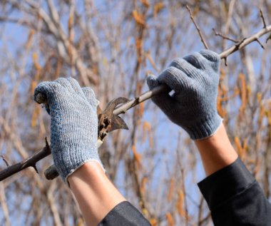 Budama prunus budama makası. Bir kesici ile ağaç kesme. Spri