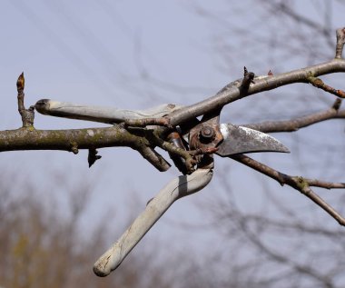 Secateurs armut dalda astı. Budama armut budayıcılar şubeleri