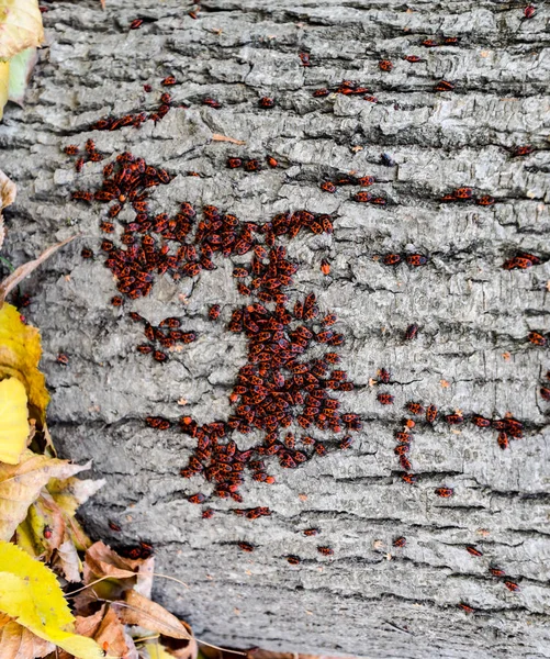 Красные жуки греются на солнце на коре дерева. Осенние тёплые солдаты для жуков — стоковое фото