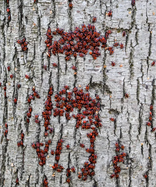 Los insectos rojos disfrutan del sol en la corteza de los árboles. Otoño caliente-soldados para los escarabajos — Foto de Stock