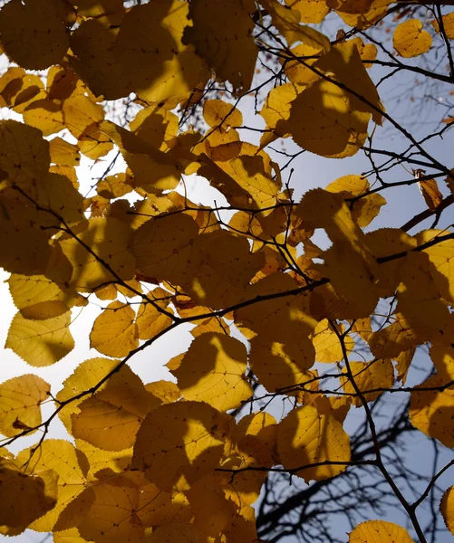 Folhas amarelas de tília contra o céu e a luz de fundo. Fundo de outono de folhas de uma tília. Folhas de outono amarelas — Fotografia de Stock