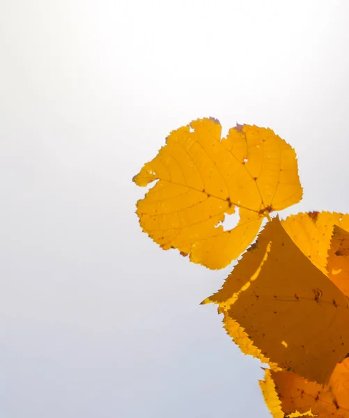 椴树的黄色叶子对天空和背光。秋天的背景从椴树的叶子。黄秋叶 — 图库照片