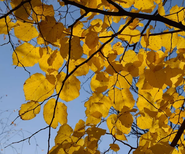 Yellow leaves of linden against the sky and the backlight. Autum