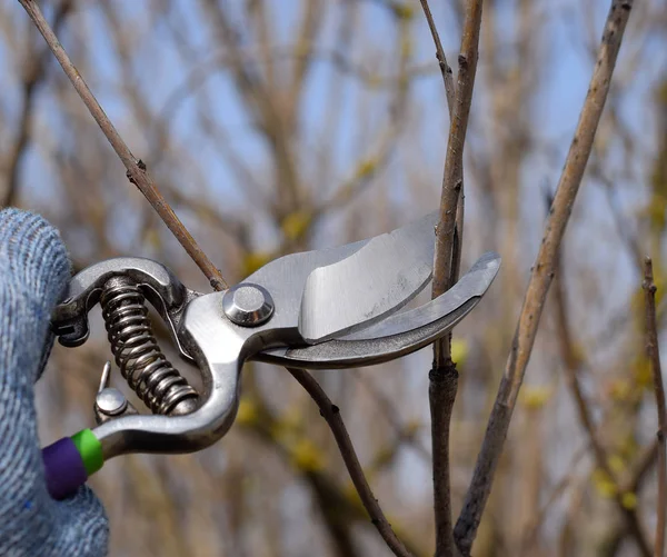 Cortando el árbol con un cortador. Poda de primavera de árboles frutales . — Foto de Stock