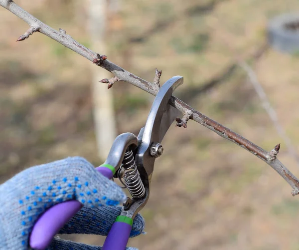 Aparar a árvore com um cortador. Poda de primavera de árvores de fruto . — Fotografia de Stock