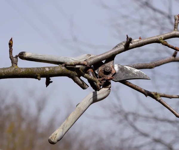 Secateurs hanged on a pear branch. Pruning pear branches pruners — Stock Photo, Image