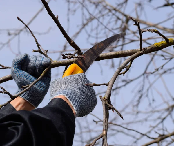 Cortar una rama de árbol con una sierra de jardín manual . — Foto de Stock