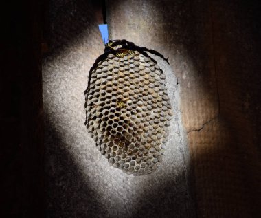 Yuva aspen, polist. Bree sonunda aspen yuva