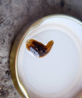 Kavanozun kapağını leach. Kan emici hayvan. Kemer-türü sınıfından ringworms alt sınıfı. Sülükler ile Hirudotherapy. Giruda.