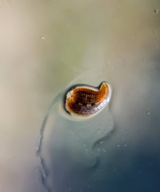 Cama sülük. Kan emici hayvan. Kemer-türü sınıfından ringworms alt sınıfı. Hirudotherapy