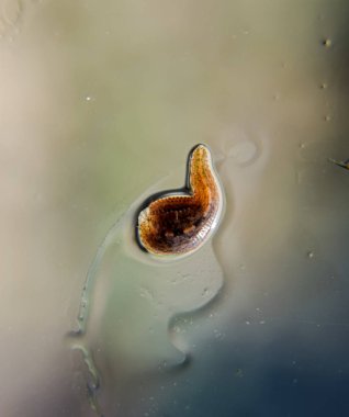 Cama sülük. Kan emici hayvan. Kemer-türü sınıfından ringworms alt sınıfı. Hirudotherapy