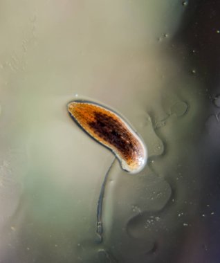 Cama sülük. Kan emici hayvan. Kemer-türü sınıfından ringworms alt sınıfı. Hirudotherapy