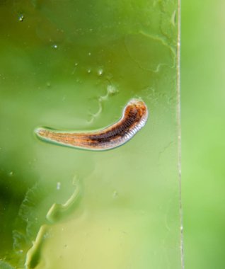 Cama sülük. Kan emici hayvan. Kemer-türü sınıfından ringworms alt sınıfı. Hirudotherapy