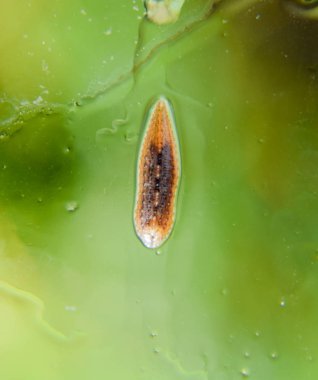 Cama sülük. Kan emici hayvan. Kemer-türü sınıfından ringworms alt sınıfı. Hirudotherapy