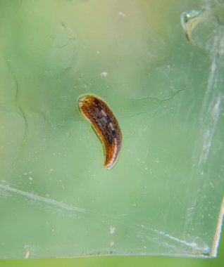 Cama sülük. Kan emici hayvan. Kemer-türü sınıfından ringworms alt sınıfı. Hirudotherapy