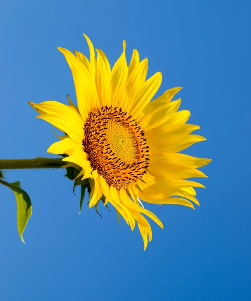 Un girasol en flor contra un cielo azul y el sol . —  Fotos de Stock