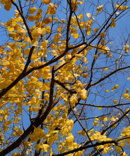 Yellow leaves of a linden. Yellowing leaves on the branches of a tree. Autumn background from leaves of a linden. Yellow autumn leaves