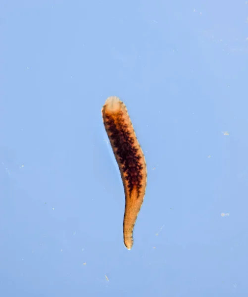 Igel på glaset. Blodsugande djur. underklass av ringworms från klassen bälte-typen. Hirudotherapy — Stockfoto