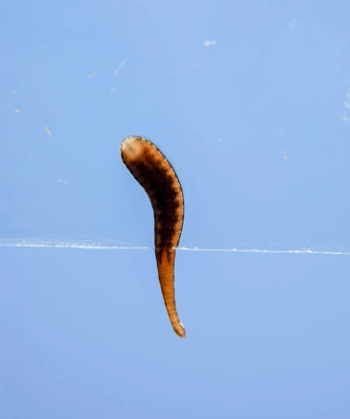 Sanguessuga no vidro. Um animal sugador de sangue. subclasse de minhocas da classe dos cintos. Hirudoterapia — Fotografia de Stock