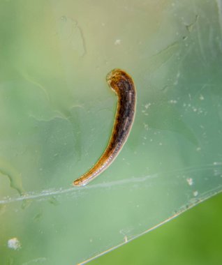 Cama sülük. Kan emici hayvan. Kemer-türü sınıfından ringworms alt sınıfı. Hirudotherapy