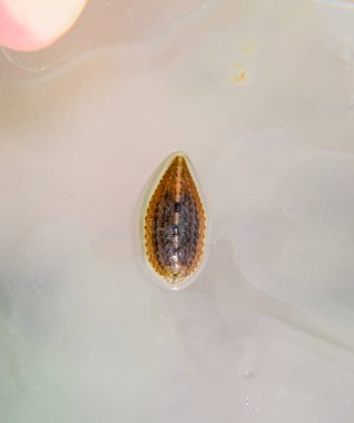 Cama sülük. Kan emici hayvan. Kemer-türü sınıfından ringworms alt sınıfı. Hirudotherapy