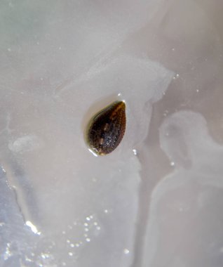 Cama sülük. Kan emici hayvan. Kemer-türü sınıfından ringworms alt sınıfı. Hirudotherapy