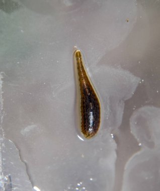 Cama sülük. Kan emici hayvan. Kemer-türü sınıfından ringworms alt sınıfı. Hirudotherapy