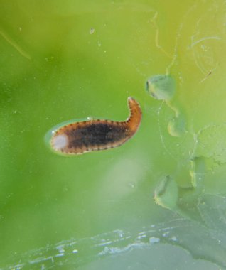 Cama sülük. Kan emici hayvan. Kemer-türü sınıfından ringworms alt sınıfı. Hirudotherapy