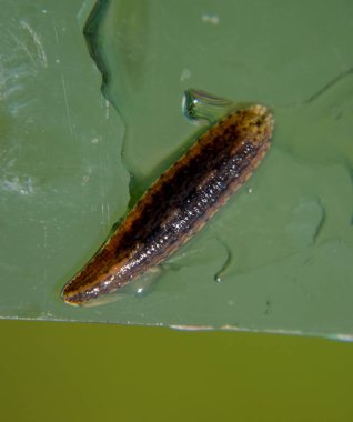 Cama sülük. Kan emici hayvan. Kemer-türü sınıfından ringworms alt sınıfı. Hirudotherapy