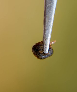 Cımbız üzerinde sülük. Kan emici hayvan. Kemer-türü sınıfından ringworms alt sınıfı. Hirudotherapy