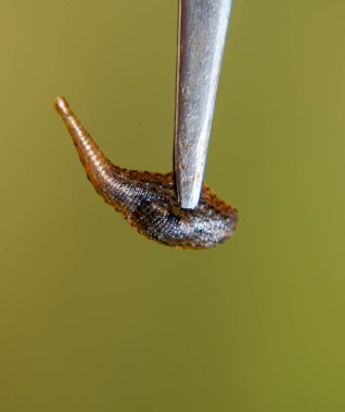 Cımbız üzerinde sülük. Kan emici hayvan. Kemer-türü sınıfından ringworms alt sınıfı. Hirudotherapy