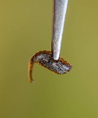 Cımbız üzerinde sülük. Kan emici hayvan. Kemer-türü sınıfından ringworms alt sınıfı. Hirudotherapy