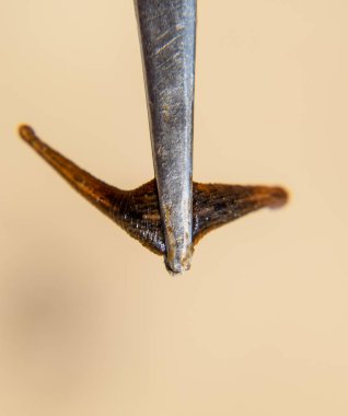 Cımbız üzerinde sülük. Kan emici hayvan. Kemer-türü sınıfından ringworms alt sınıfı. Hirudotherapy