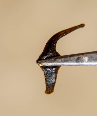 Cımbız üzerinde sülük. Kan emici hayvan. Kemer-türü sınıfından ringworms alt sınıfı. Hirudotherapy