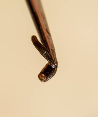 Cımbız üzerinde sülük. Kan emici hayvan. Kemer-türü sınıfından ringworms alt sınıfı. Hirudotherapy