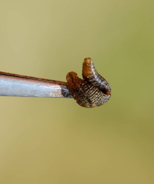 Cımbız üzerinde sülük. Kan emici hayvan. Kemer-türü sınıfından ringworms alt sınıfı. Hirudotherapy